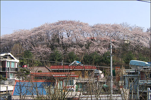 테미공원 원경 